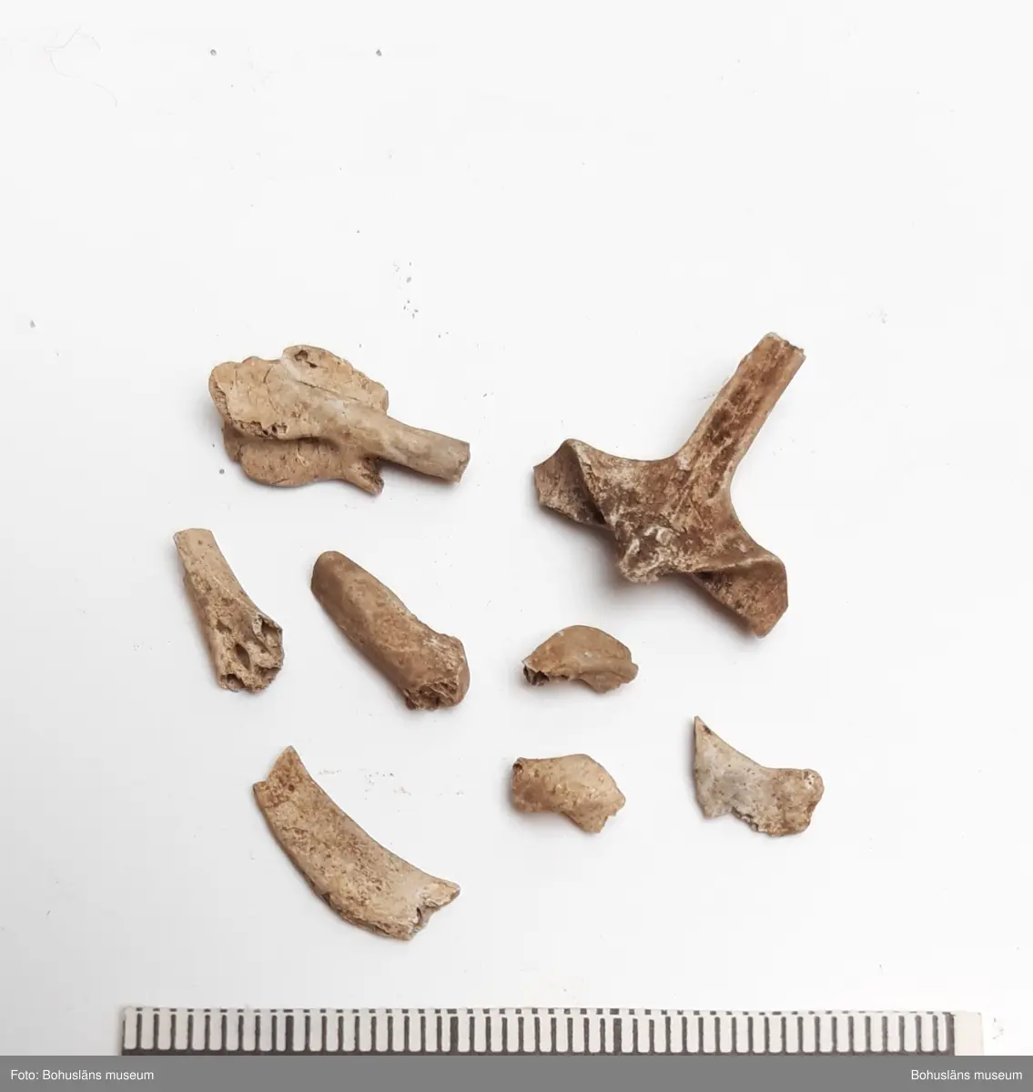 Obrända djurben, bl a alkfågel (Sillgrissla/Tordmule)
1 påse