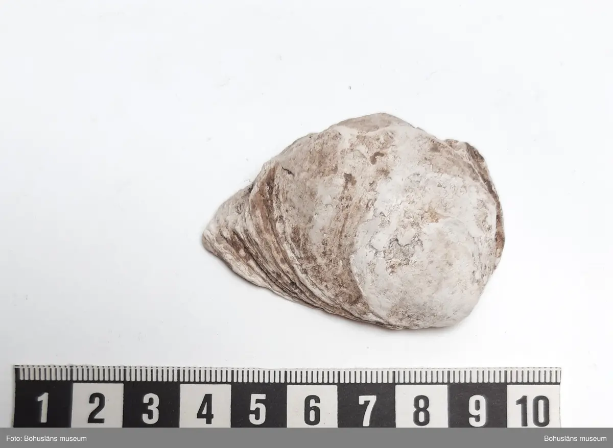 Innehåller bl a Skålsnäcka, Islandsmussla, Tapesmussla, Vanlig strandsnäcka, Vanlig hjärtmussla.

1 påse skal inplockat som exempel