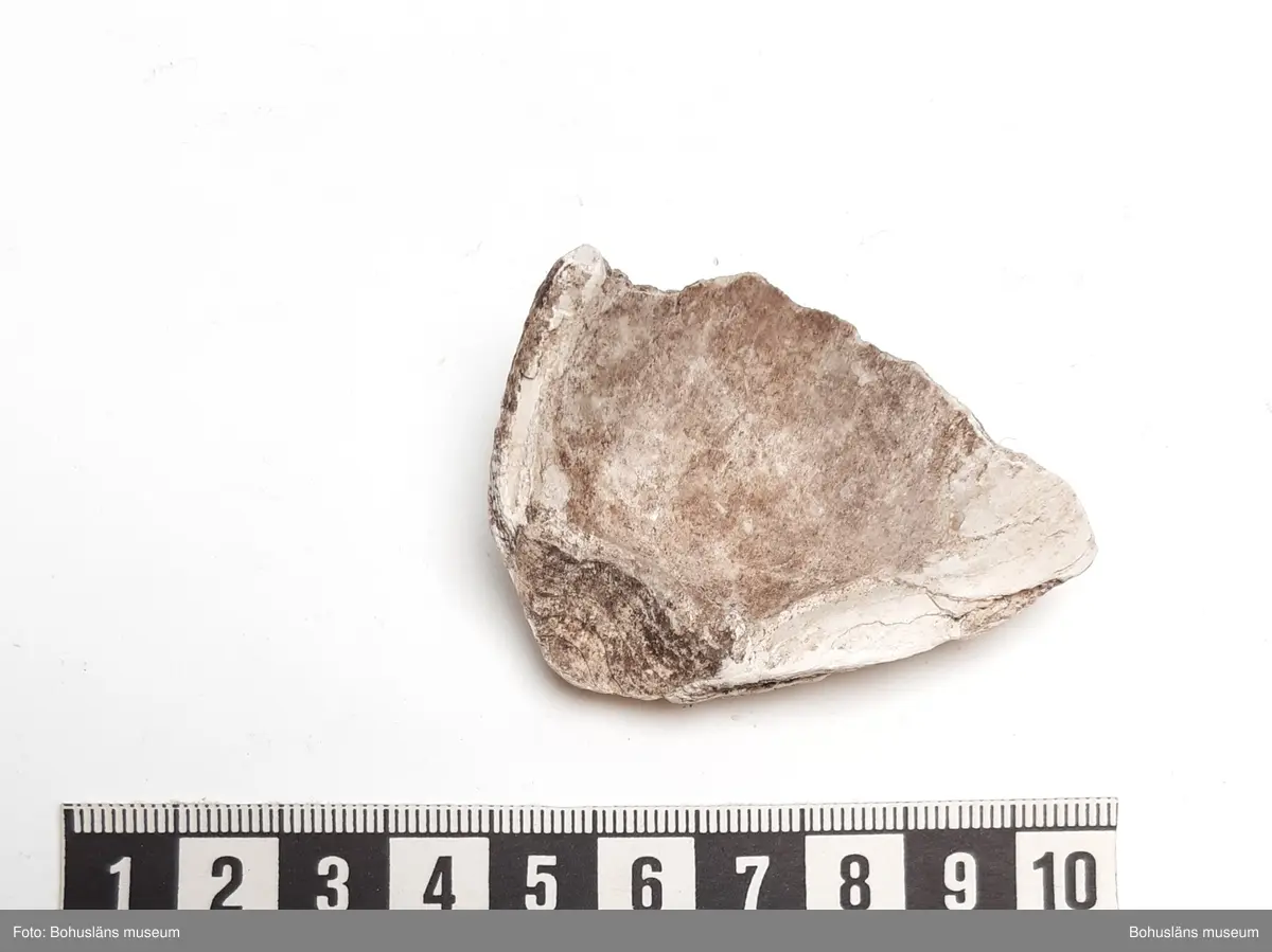 Innehåller bl a Skålsnäcka, Islandsmussla, Tapesmussla, Vanlig strandsnäcka, Vanlig hjärtmussla.

1 påse skal inplockat som exempel