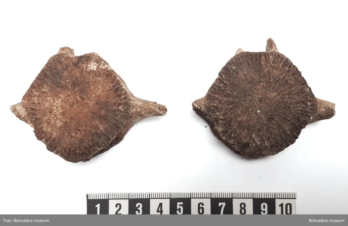 Innehåller bl a ryggkotor vitnosdelfin, oxögonfisk, makrill, kronhjort, säl (förmodl grönlandssäl) och även några snäckskal. Fynden fördelade på ett flertal påsar.