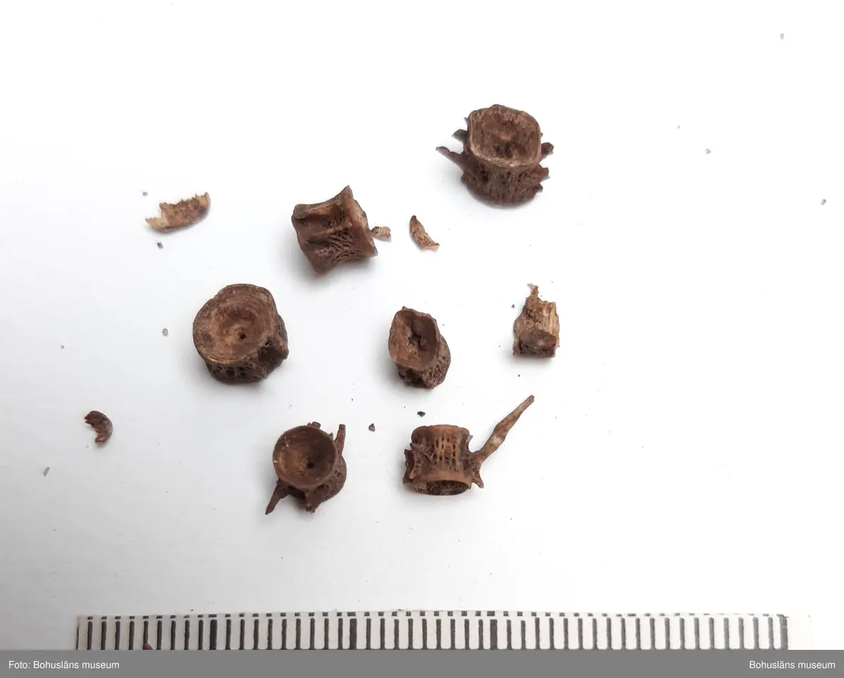 Innehåller obrända ben från svin, smålom, laxfisk, torskfisk, tonfisk

6 påsar, från olika stick