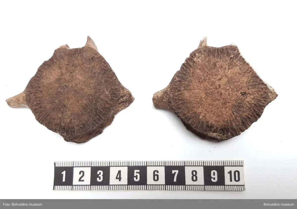 Innehåller bl a ryggkotor vitnosdelfin, oxögonfisk, makrill, kronhjort, säl (förmodl grönlandssäl) och även några snäckskal. Fynden fördelade på ett flertal påsar.