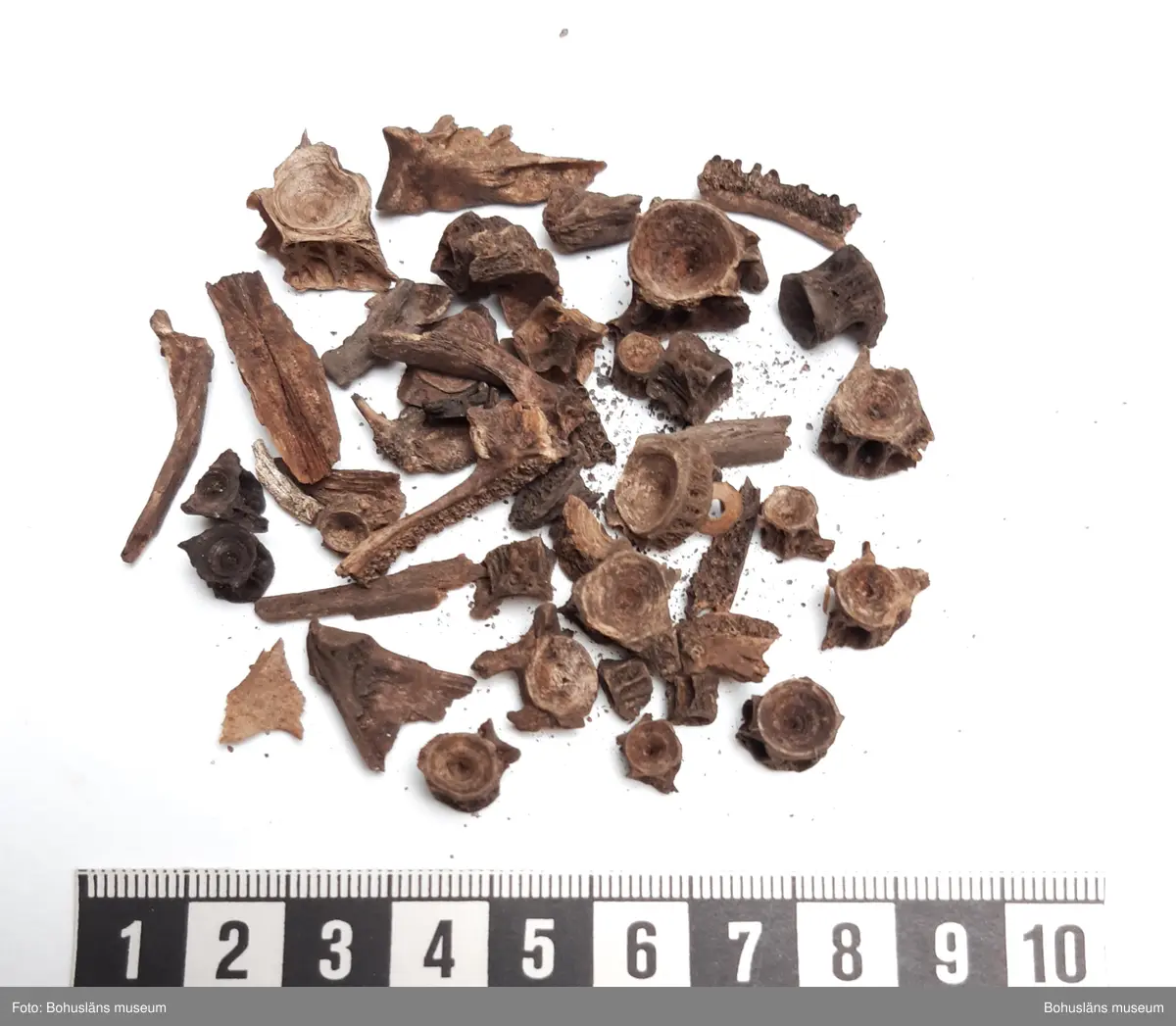 Innehåller obrända ben från svin, smålom, laxfisk, torskfisk, tonfisk

6 påsar, från olika stick