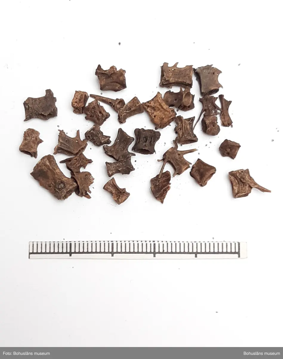 Innehåller bl a ryggkotor vitnosdelfin, oxögonfisk, makrill, kronhjort, säl (förmodl grönlandssäl) och även några snäckskal. Fynden fördelade på ett flertal påsar.