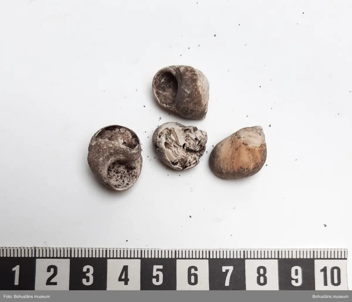 Innehåller bl a Skålsnäcka, Islandsmussla, Tapesmussla, Vanlig strandsnäcka, Vanlig hjärtmussla.

1 påse skal inplockat som exempel