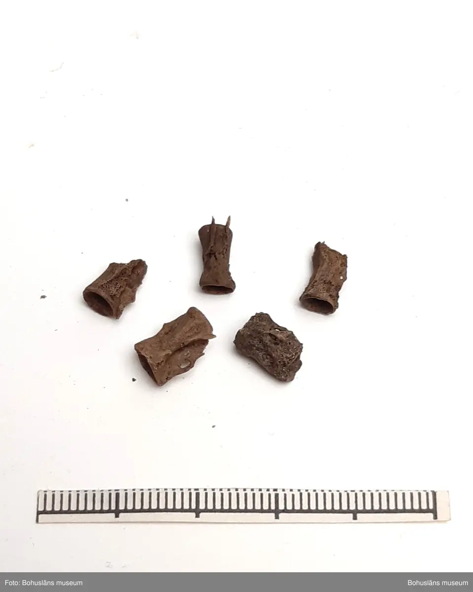 Innehåller bl a ryggkotor vitnosdelfin, oxögonfisk, makrill, kronhjort, säl (förmodl grönlandssäl) och även några snäckskal. Fynden fördelade på ett flertal påsar.