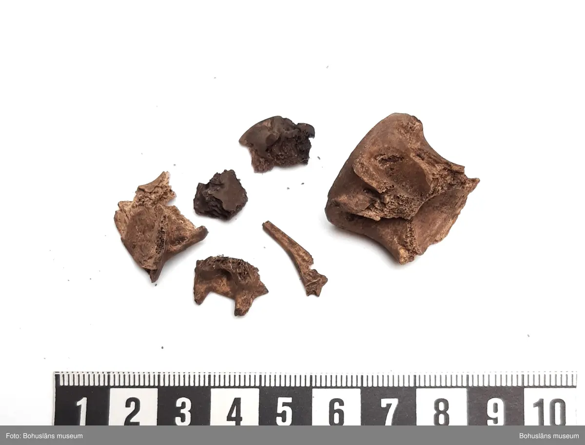 Innehåller obrända ben från svin, smålom, laxfisk, torskfisk, tonfisk

6 påsar, från olika stick