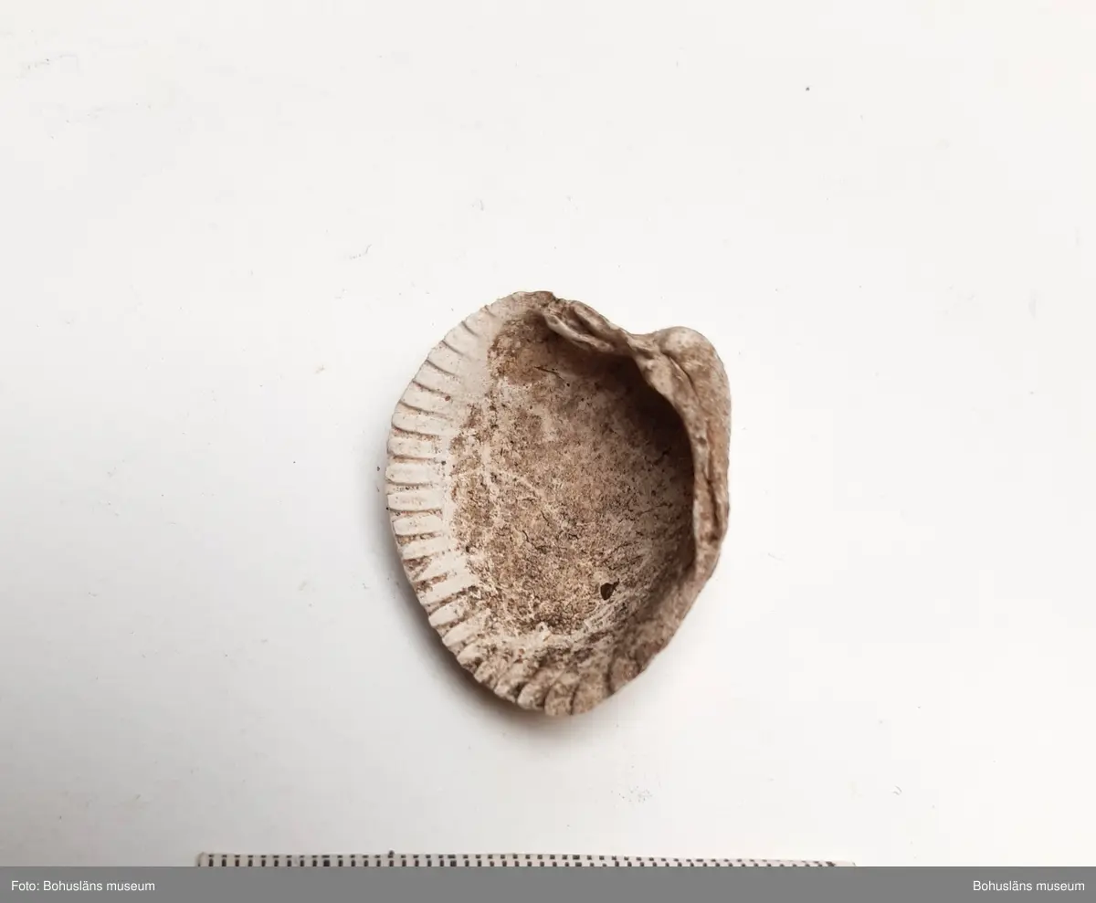 Innehåller bl a Skålsnäcka, Islandsmussla, Tapesmussla, Vanlig strandsnäcka, Vanlig hjärtmussla.

1 påse skal inplockat som exempel