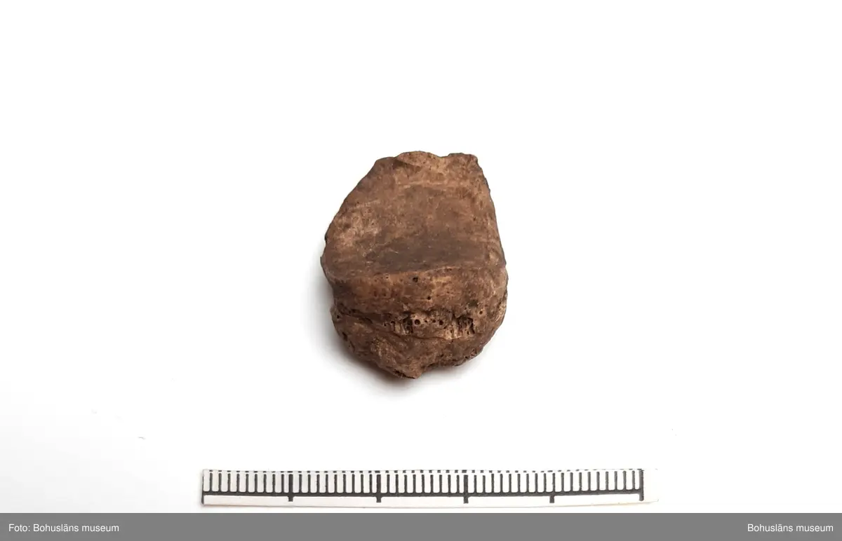 Innehåller bl a ryggkotor vitnosdelfin, oxögonfisk, makrill, kronhjort, säl (förmodl grönlandssäl) och även några snäckskal. Fynden fördelade på ett flertal påsar.