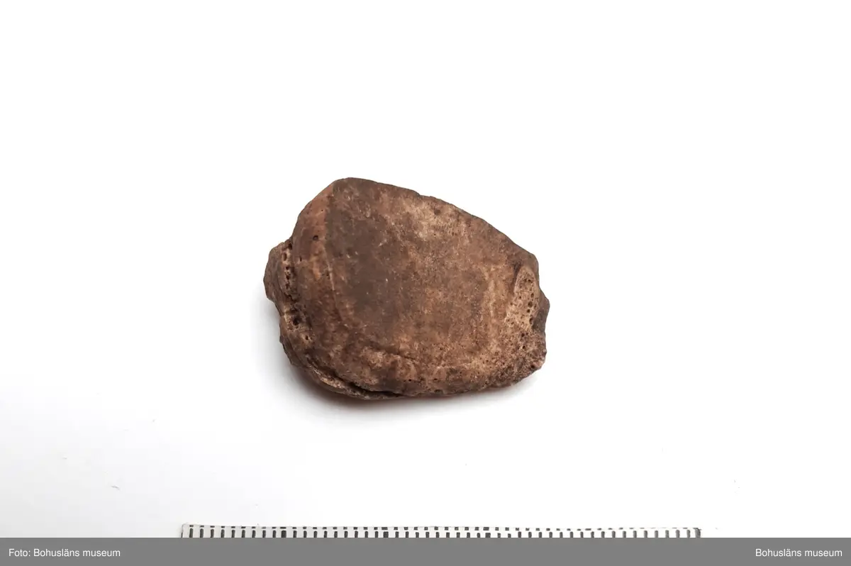 Innehåller bl a ryggkotor vitnosdelfin, oxögonfisk, makrill, kronhjort, säl (förmodl grönlandssäl) och även några snäckskal. Fynden fördelade på ett flertal påsar.