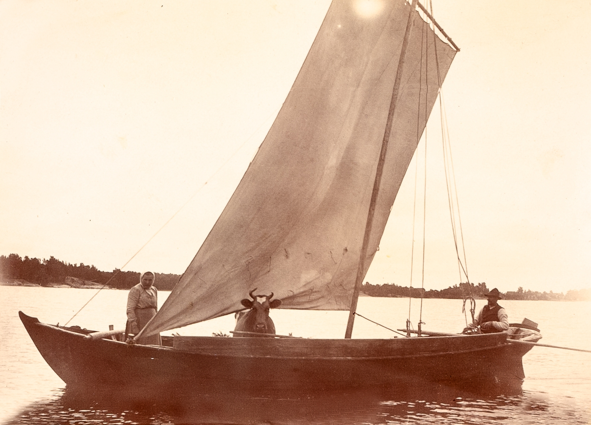 Råsegelriggad storbåt på Norrfladen, Husarö. Vid rodret Erik Gustav Öhman, i fören Viktoria Öhman, och en ko.