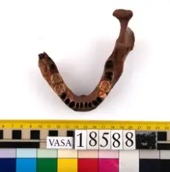 Människoben från skeppet Vasa