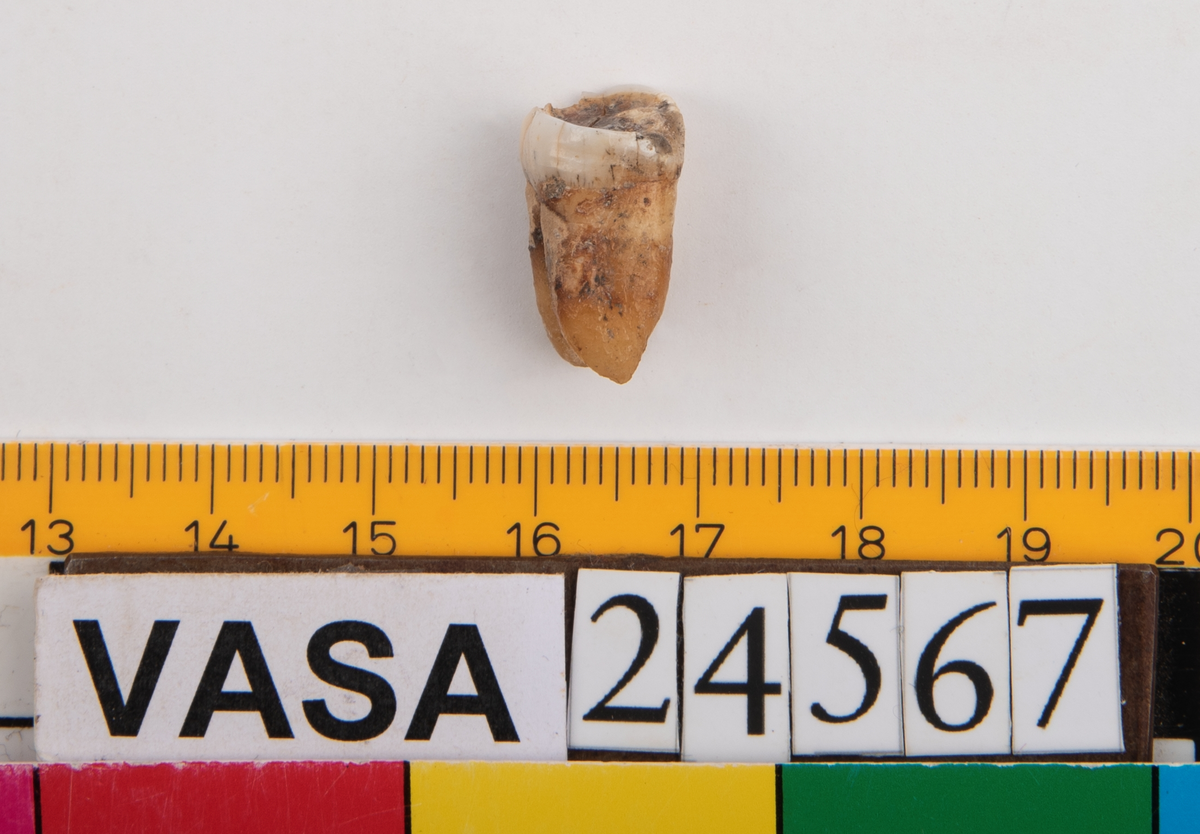 Första molaren från vänster sida i underkäken.
Molar 1 sinister, mandibula.