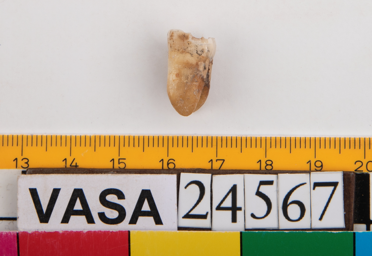 Första molaren från vänster sida i underkäken.
Molar 1 sinister, mandibula.