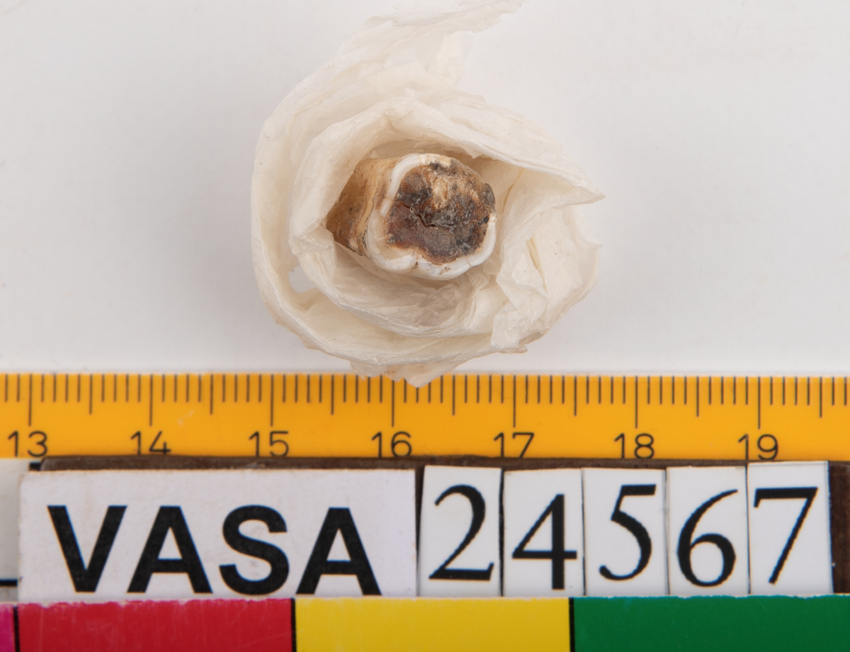 Första molaren från vänster sida i underkäken.
Molar 1 sinister, mandibula.