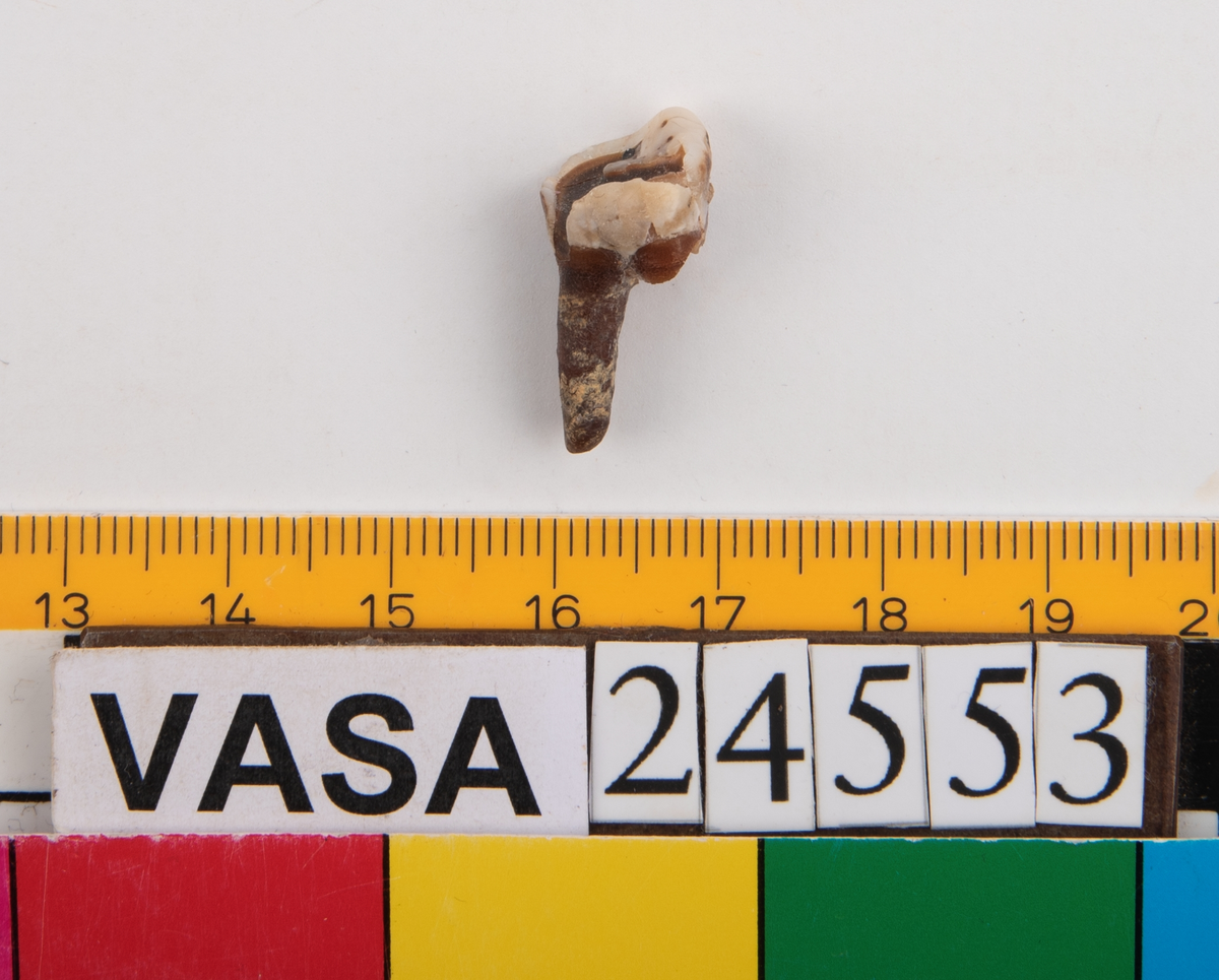 Andra molaren på höger sida i underkäken.
Tandens ena rot sitter kvar i käken.
Molar 2, dexter, mandibula.