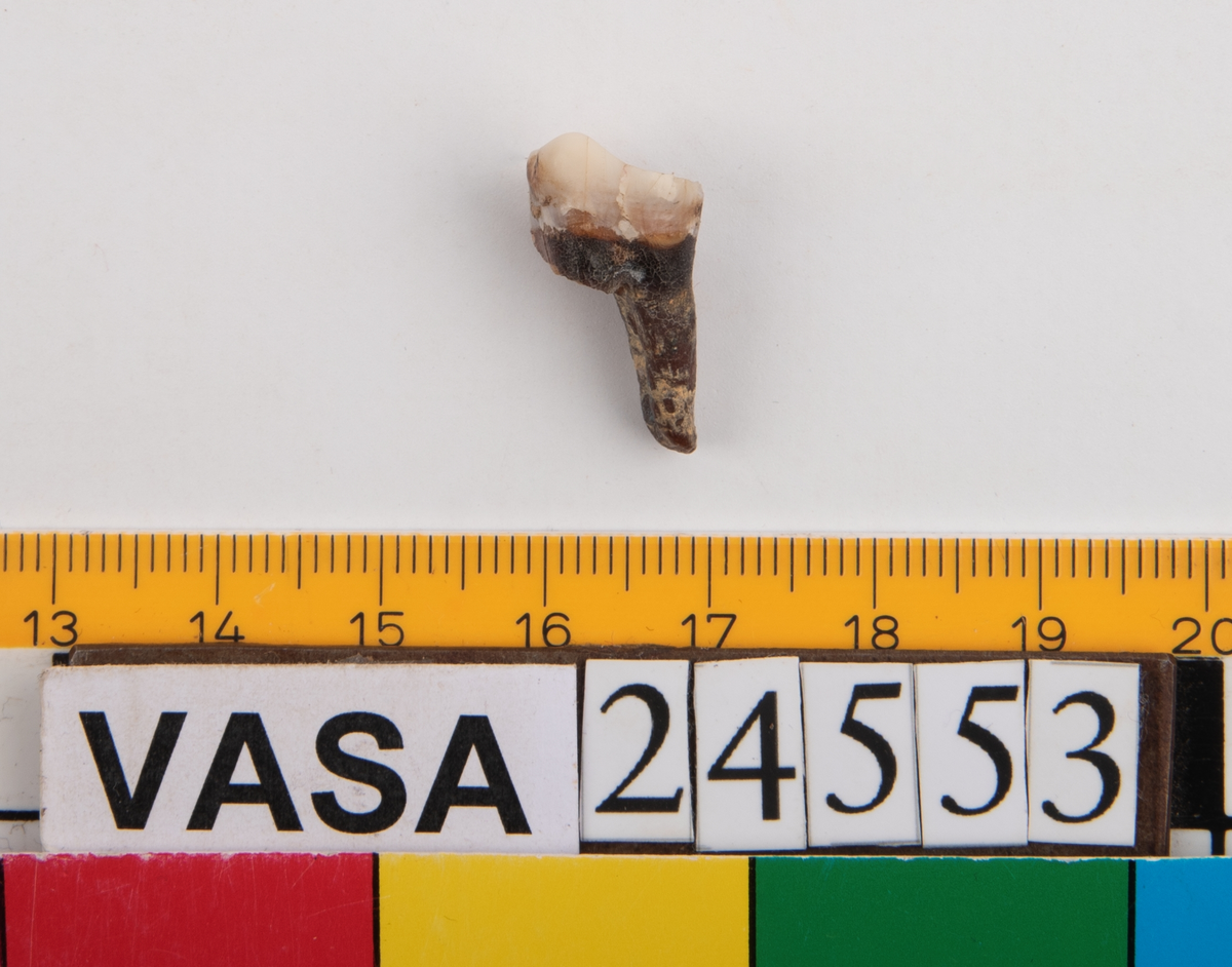 Andra molaren på höger sida i underkäken.
Tandens ena rot sitter kvar i käken.
Molar 2, dexter, mandibula.