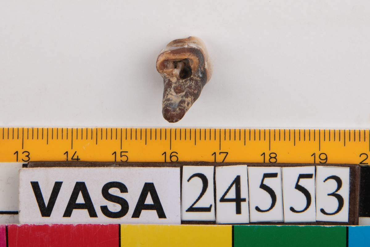 Andra molaren på höger sida i underkäken.
Tandens ena rot sitter kvar i käken.
Molar 2, dexter, mandibula.