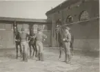 Tre män vid varsin häst utanför stall, Livregementet till häst K 1.