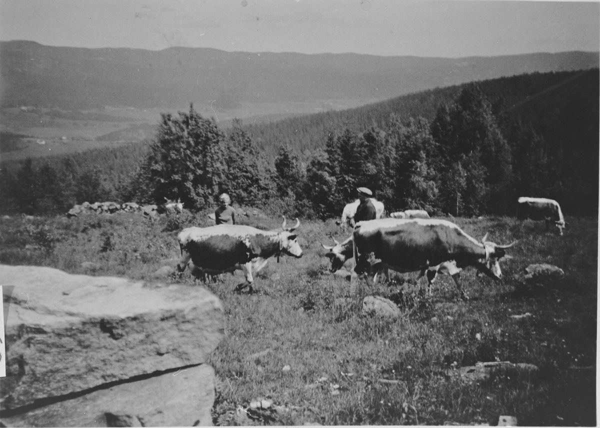 Beite på Vinnord, ca. 1938.