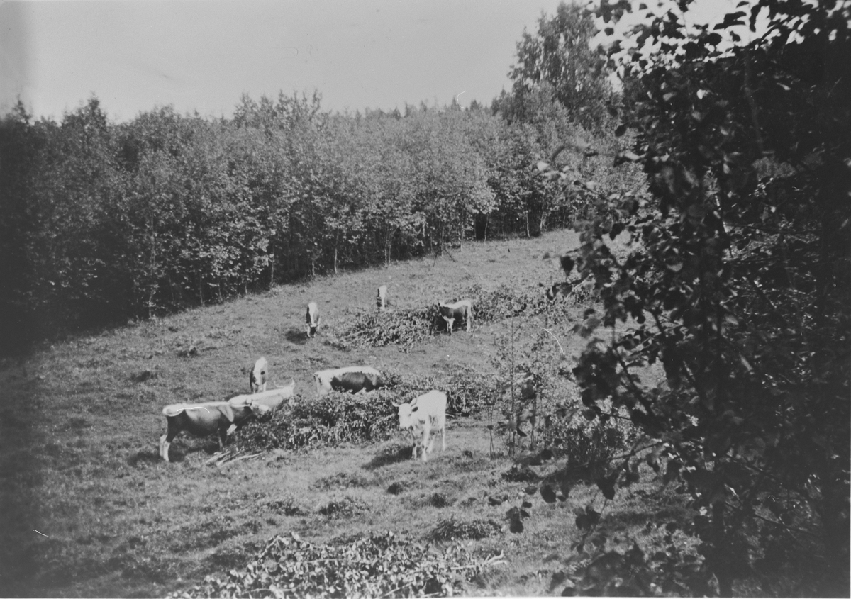 Nyryddet hamnehage på Eikje, ca. 1940.