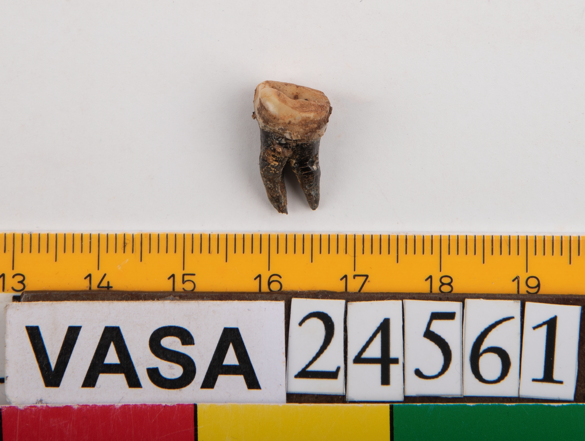 Tredje molaren från höger sida i underkäken.
Molar 3 dexter, mandibula.