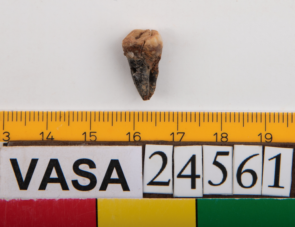 Tredje molaren från höger sida i underkäken.
Molar 3 dexter, mandibula.