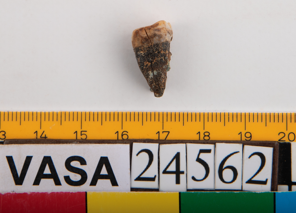 Andra molaren från höger sida i underkäken.
Molar 2 dexter, mandibula.
En liten del av käkbenet medföljer tanden.