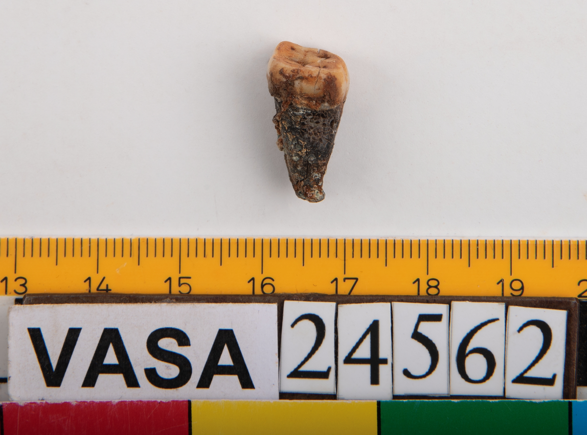 Andra molaren från höger sida i underkäken.
Molar 2 dexter, mandibula.
En liten del av käkbenet medföljer tanden.