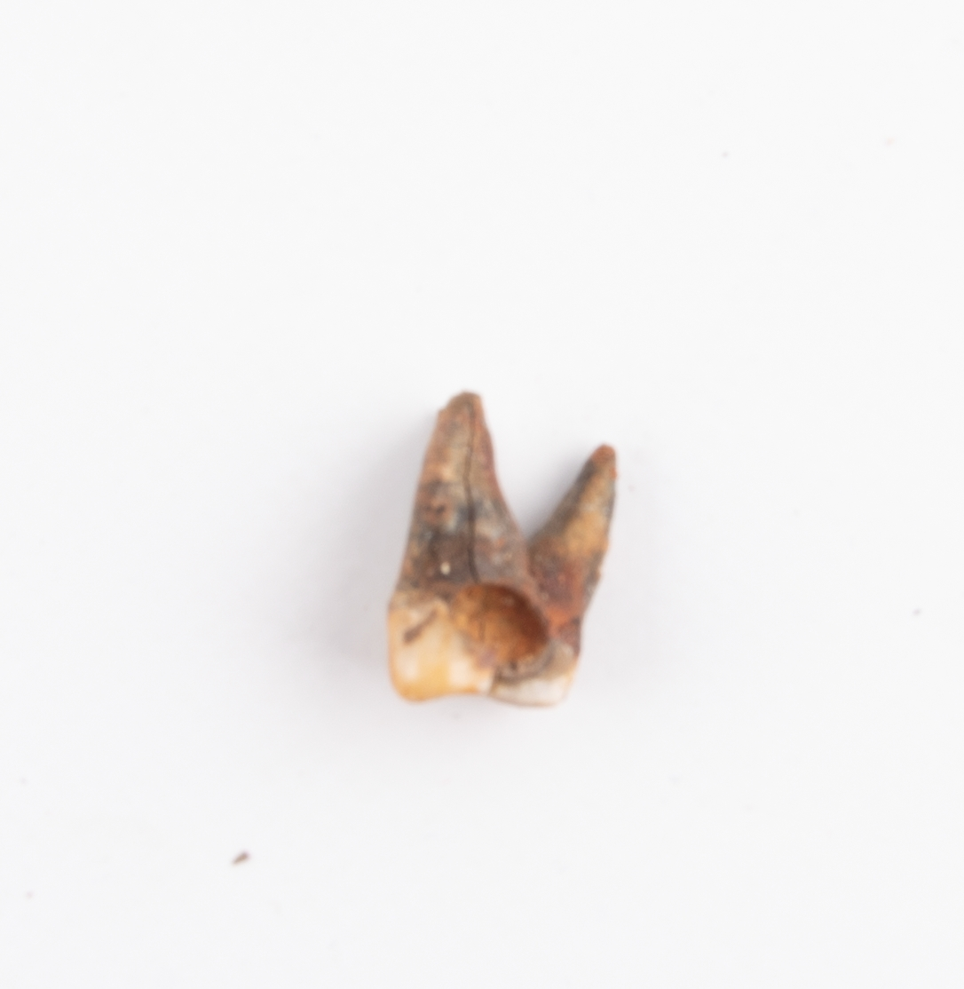 Tand.
Dentes.