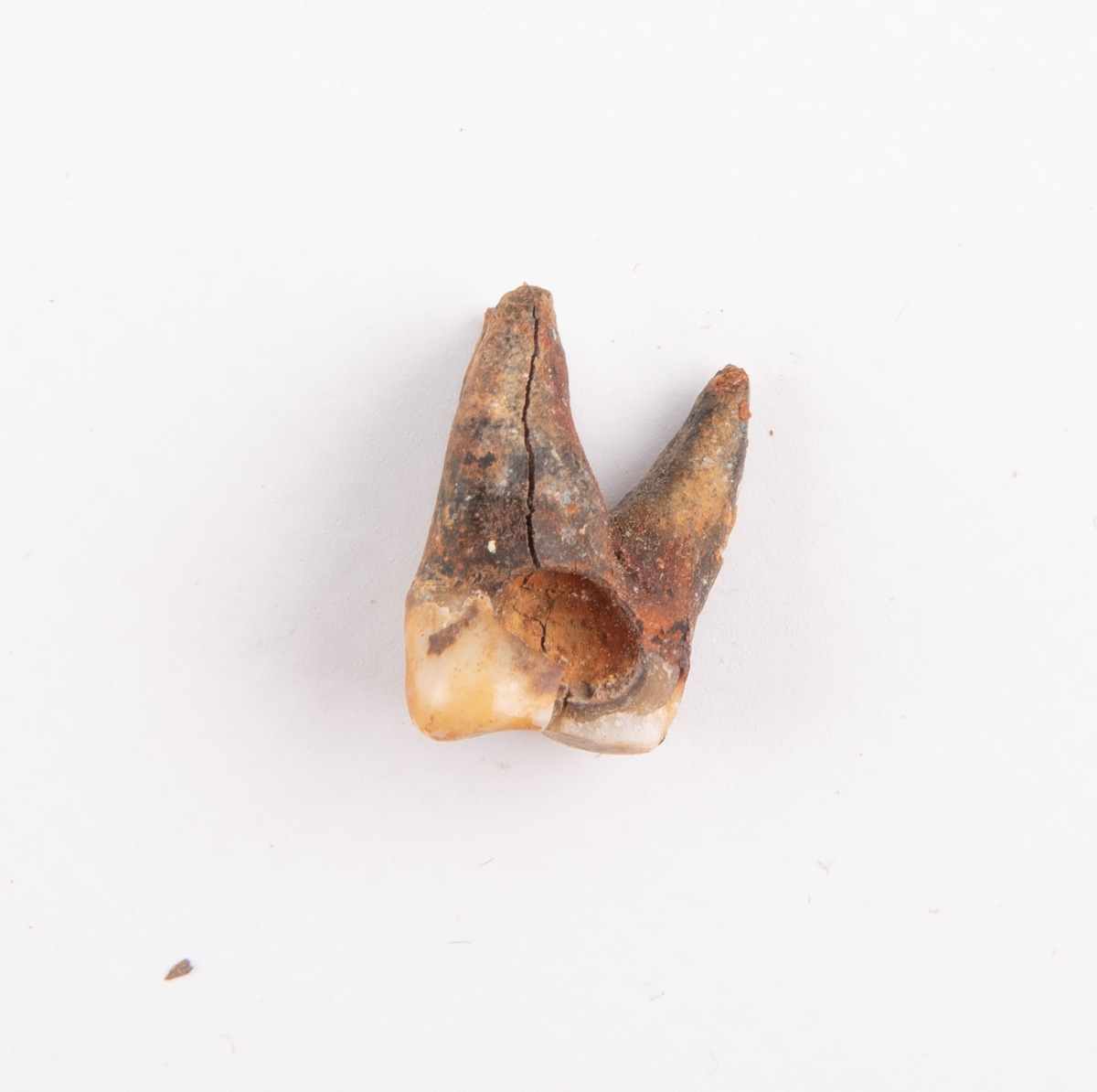Tand.
Dentes.