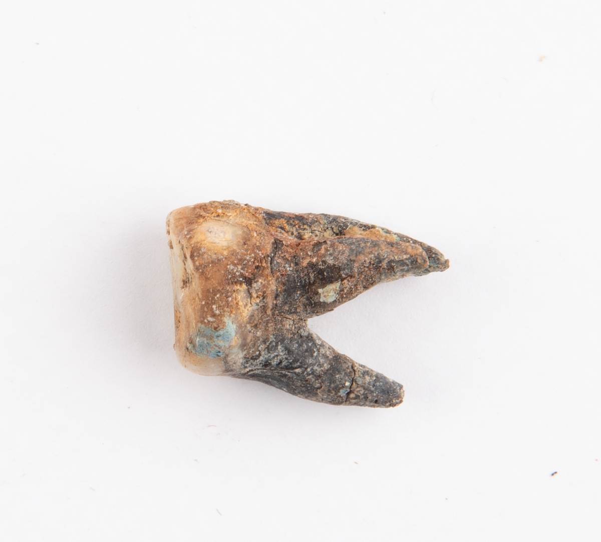 Tand.
Dentes.