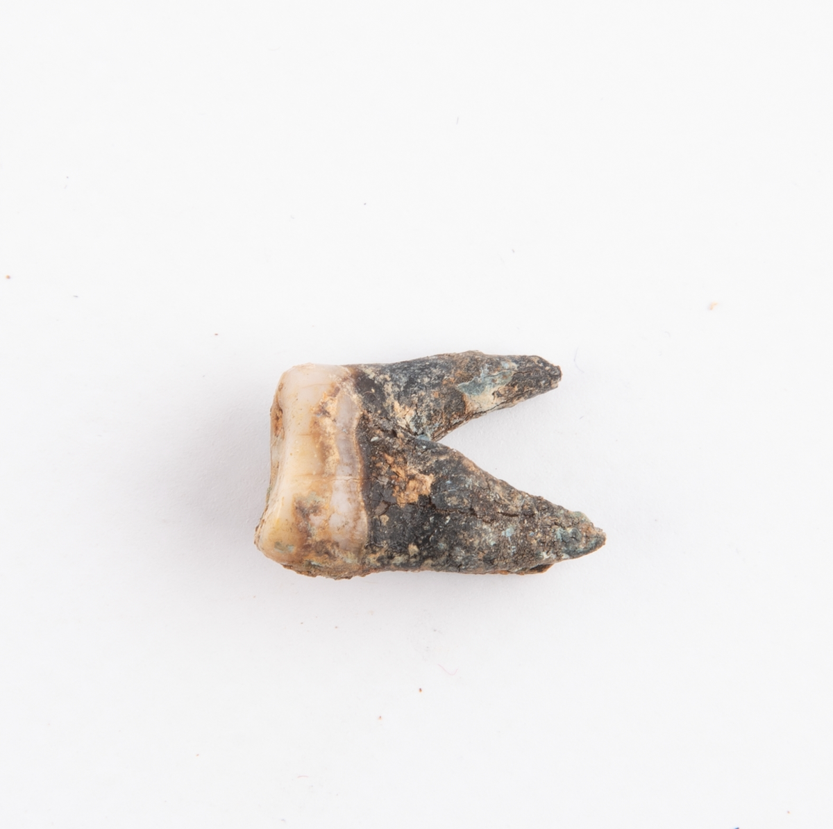 Tand.
Dentes.