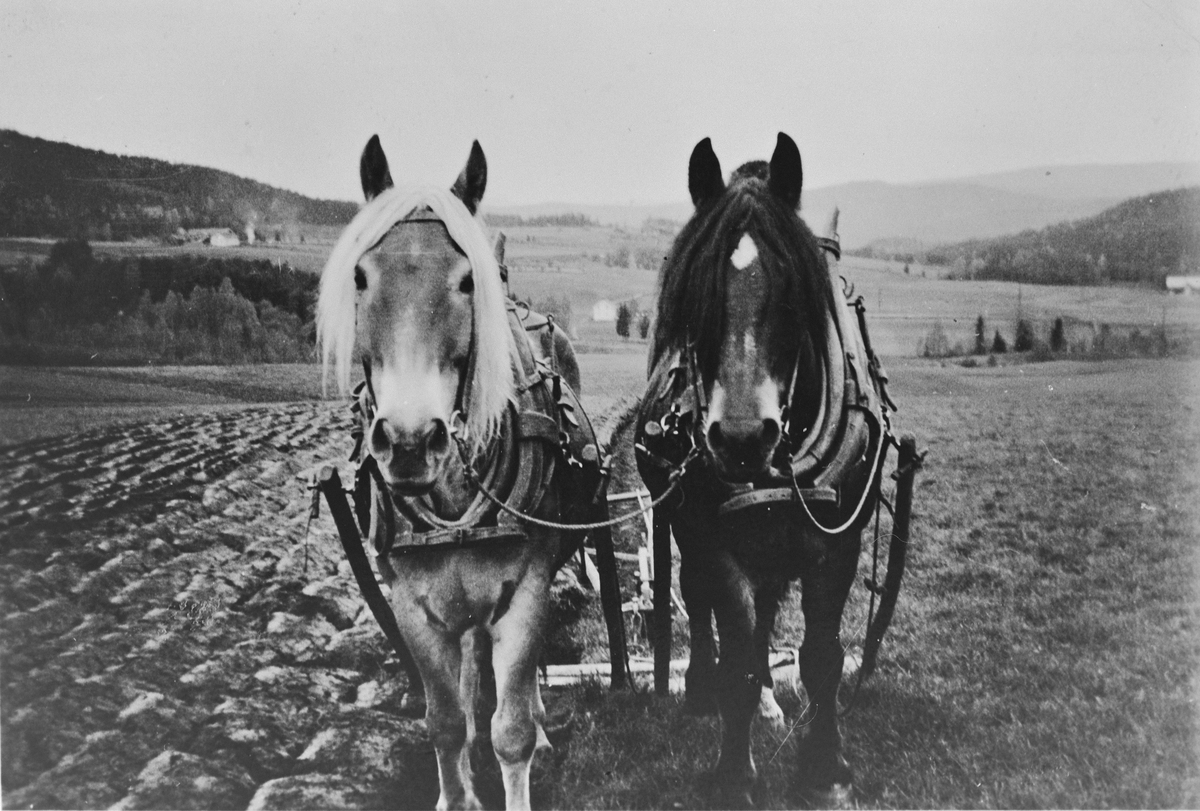 Pløying med hest på Eikje, ca. 1942. Hestene het "Rauen" og "Storm".