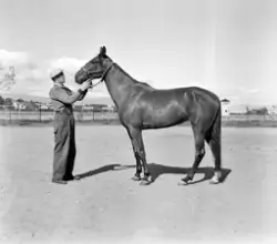 Trav- og galopphester på Leangen