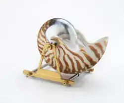 Bæreinstrument for Nautilus Belavensis [Brosje]