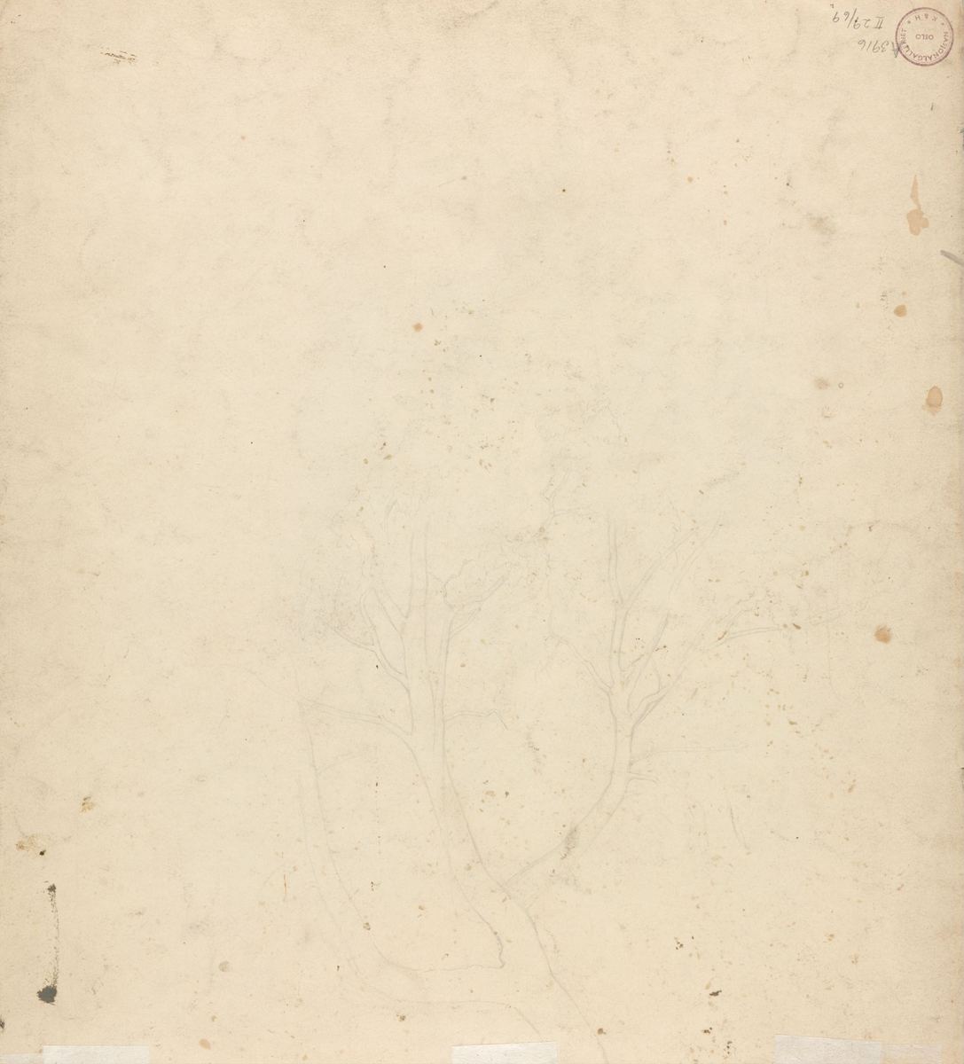 Stort løvtre [Tegning]