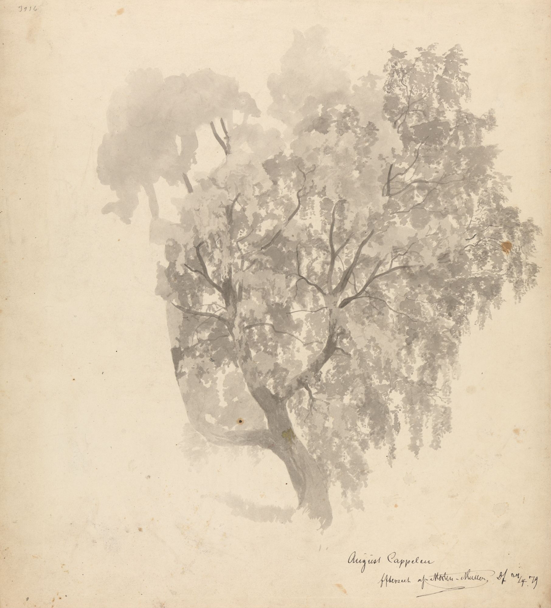 Stort løvtre [Tegning]