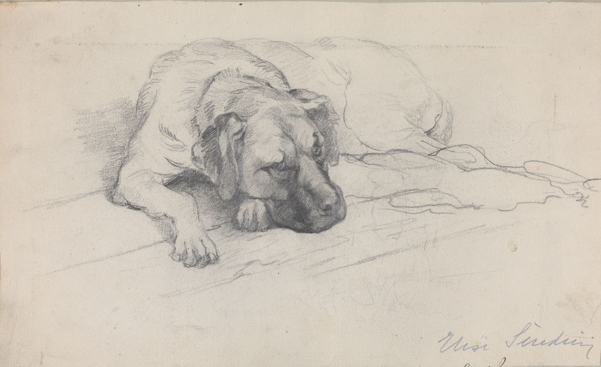 Liggende hund [Tegning]