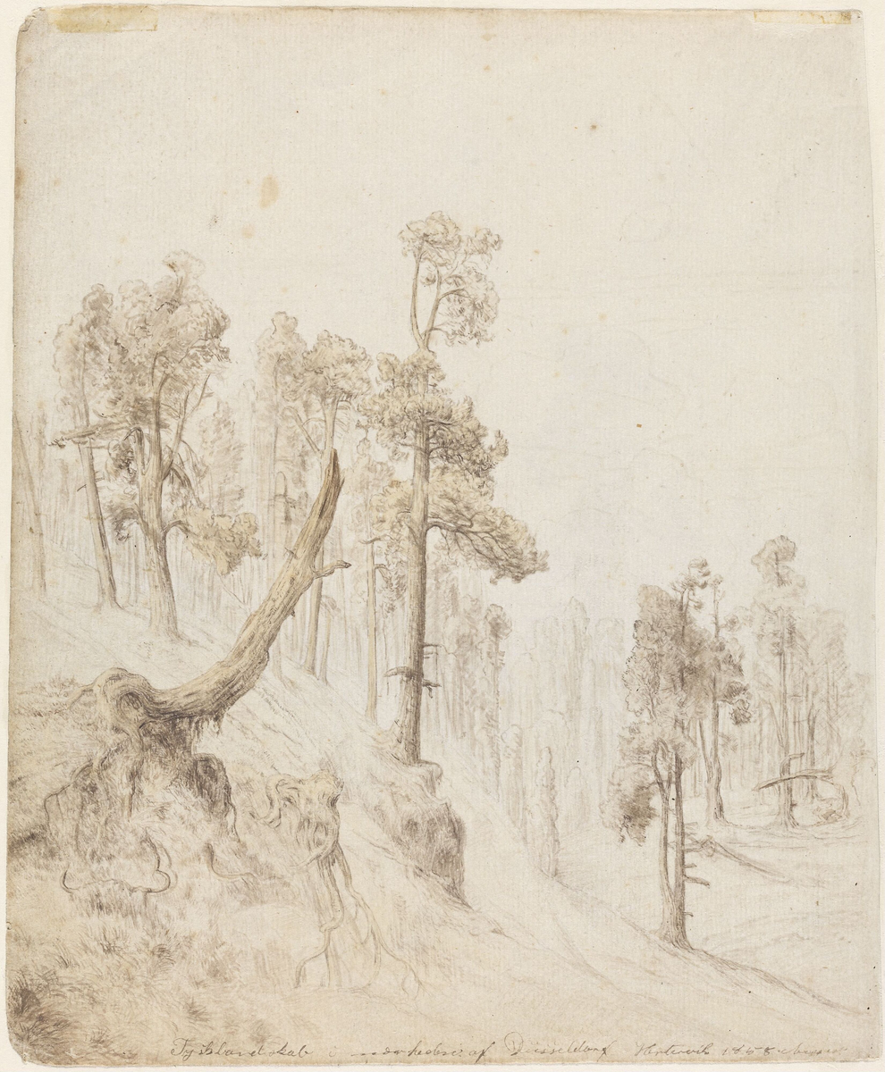 Furuskog [Tegning]
