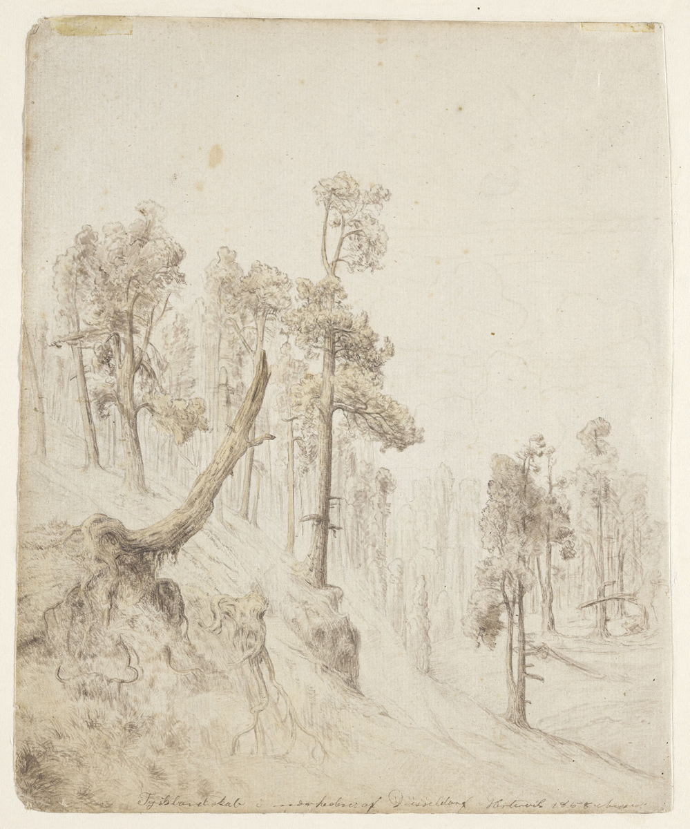 Furuskog [Tegning]