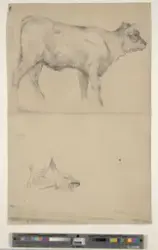 Kalv; profil og klover [Tegning]