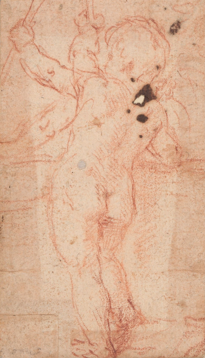 Putto sett bakfra [Tegning]