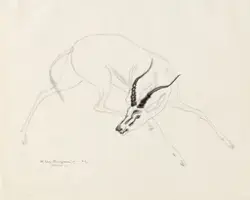 Gaselle [Tegning]