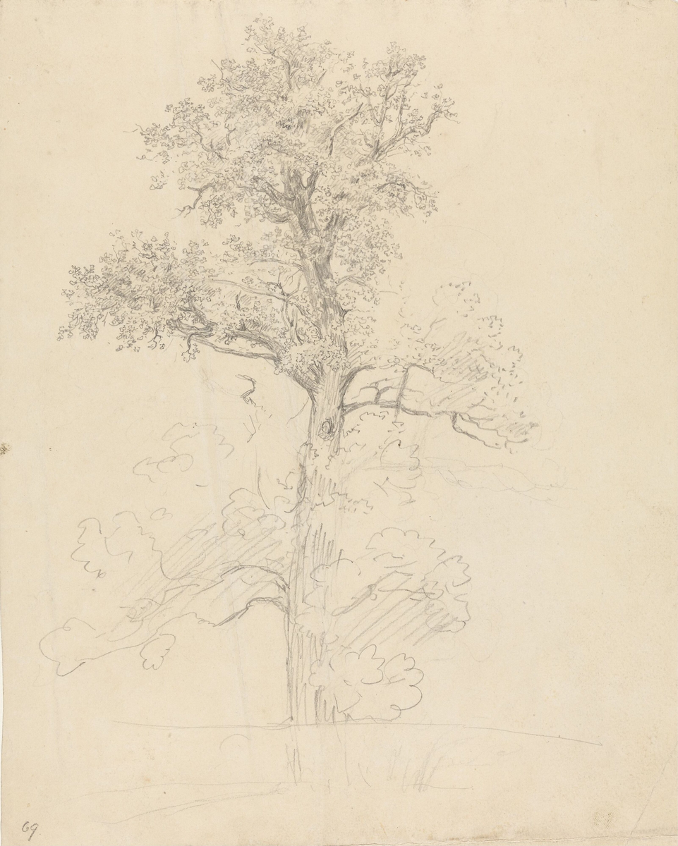 Trestudie [Tegning]