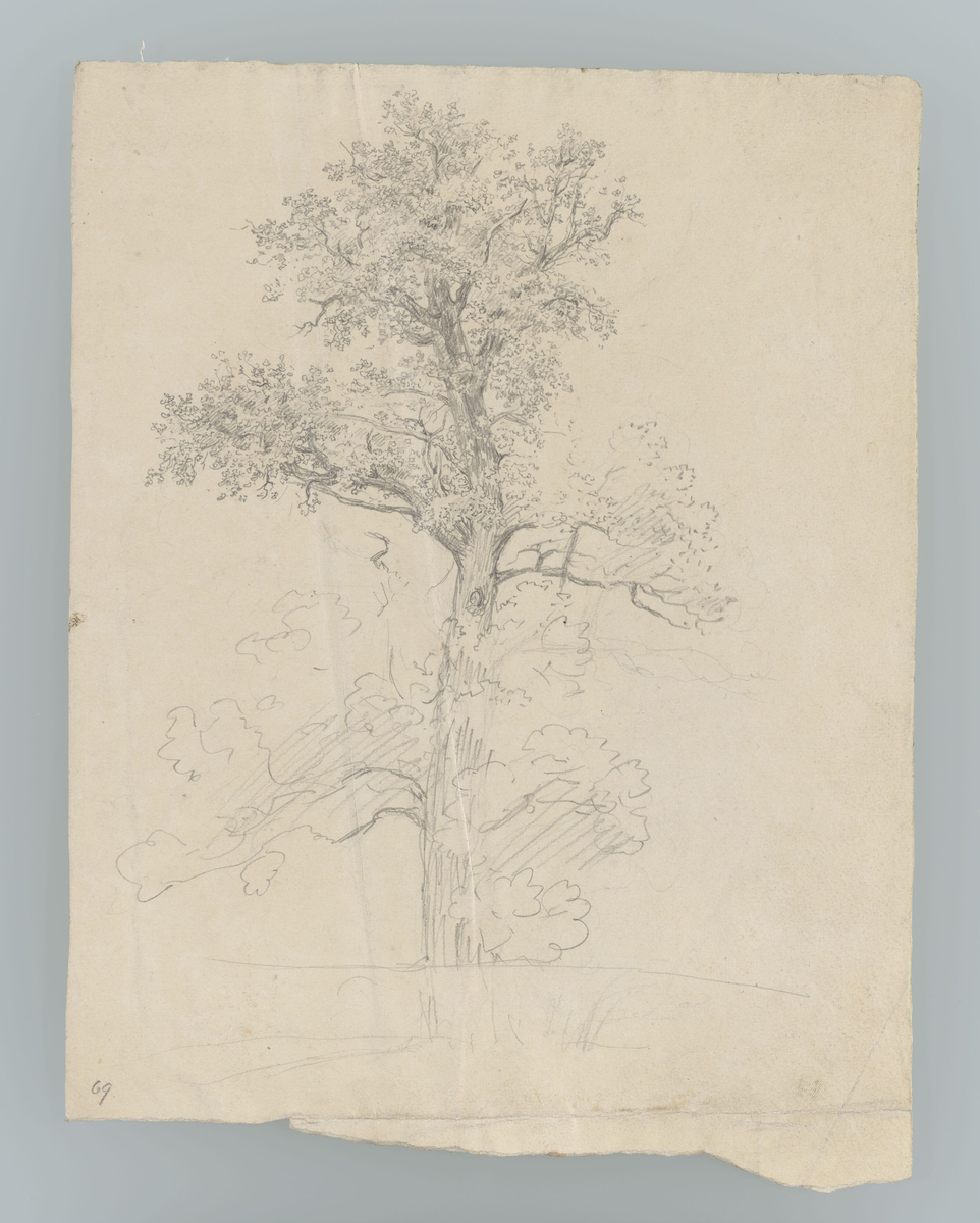 Trestudie [Tegning]