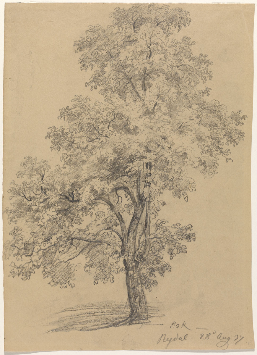 Ask, Rydal [Tegning]