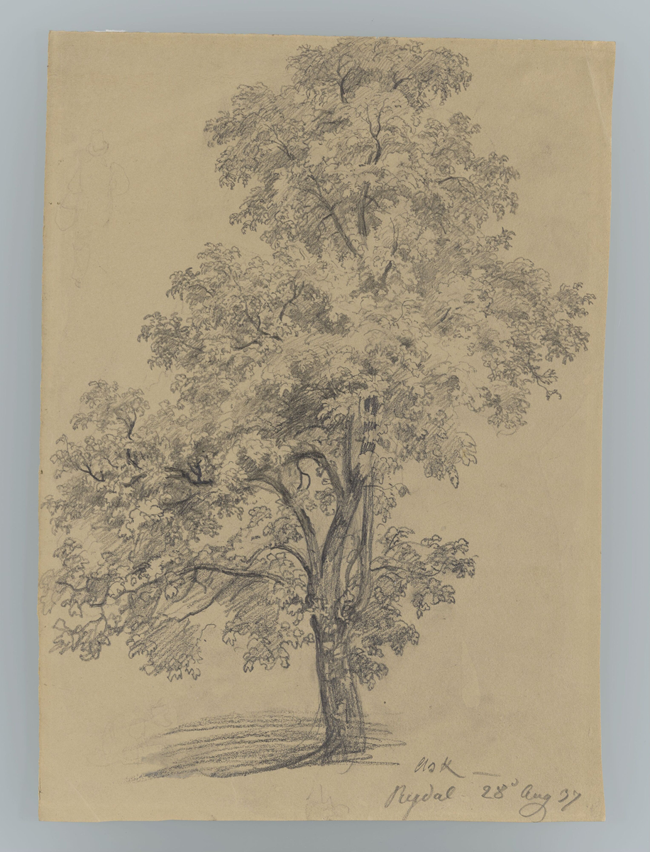 Ask, Rydal [Tegning]