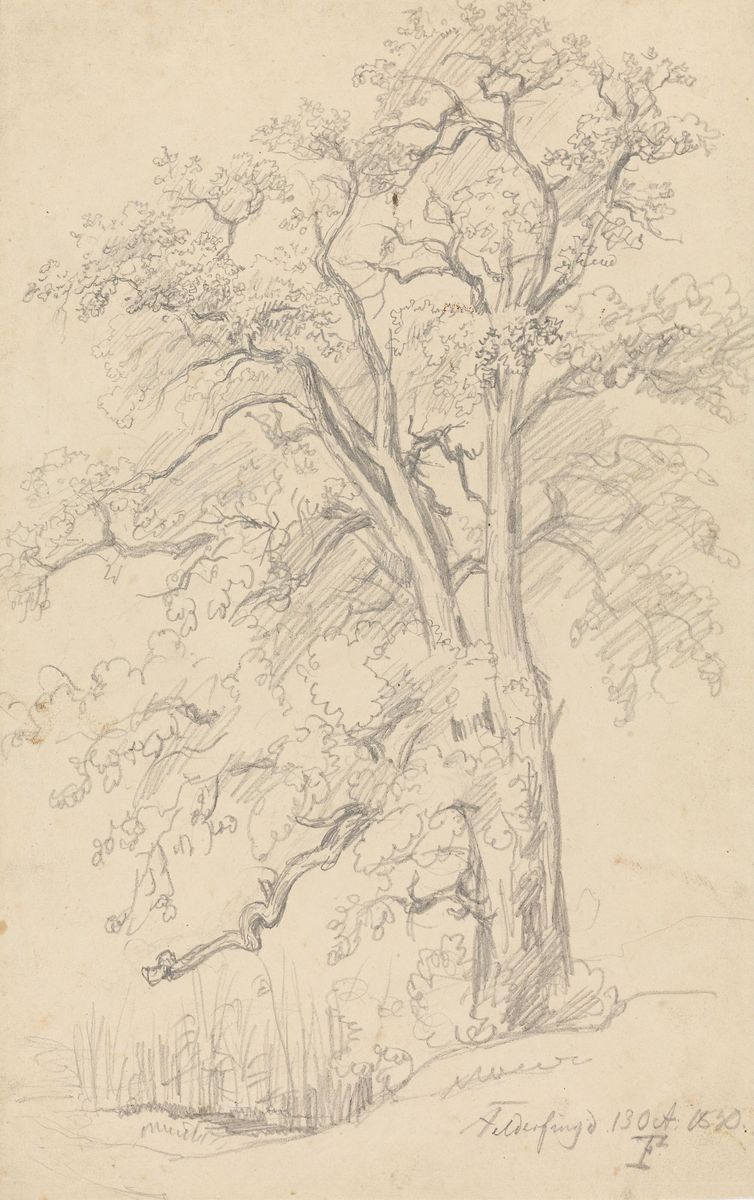 Trestudie, Feldafing [Tegning]