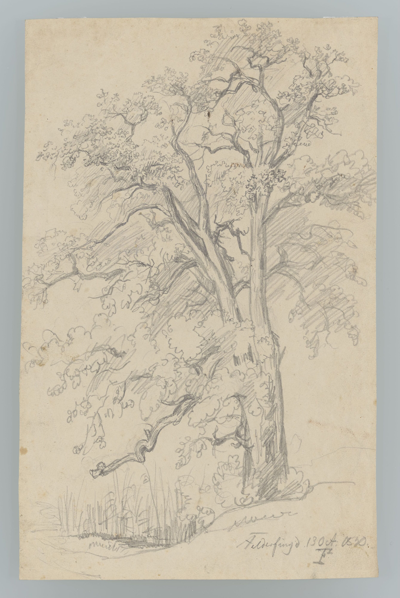 Trestudie, Feldafing [Tegning]